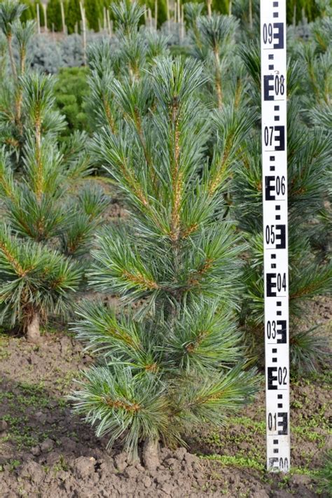 Pinus flexilis 'Vanderwolf's Pyramid' - Borovice | Starkl - zahradní­k ...