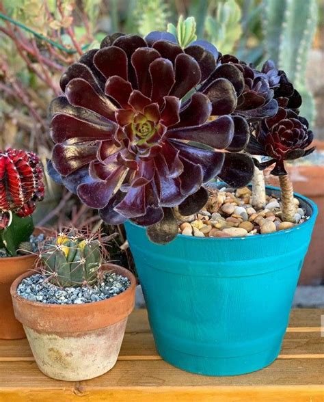 Aeonium Plants How To Grow And Care For Plants Succulents Plant Sale