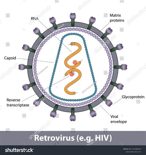 2,144 Retrovirus vector Images, Stock Photos & Vectors | Shutterstock