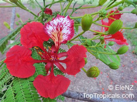 delonix regia poinciana regia common names flame tree flamboyant