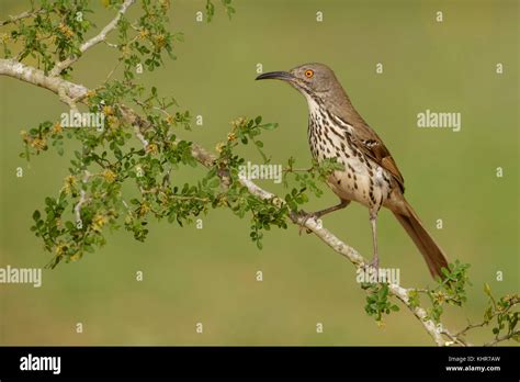 Long Billed Thrasher Toxostoma Longirostre Texas Stock Photo Alamy