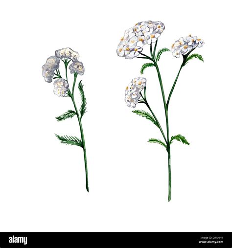 Achillea Millefolium Medicinal Plant Watercolor Illustration Isolated On White Background