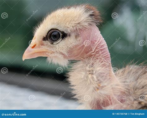 Transylvanian Naked Neck Rooster Royalty Free Stock Photography