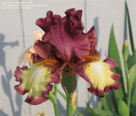 Tb Iris Germanica Rodeo Girl Schreiner Bearded Iris Iris