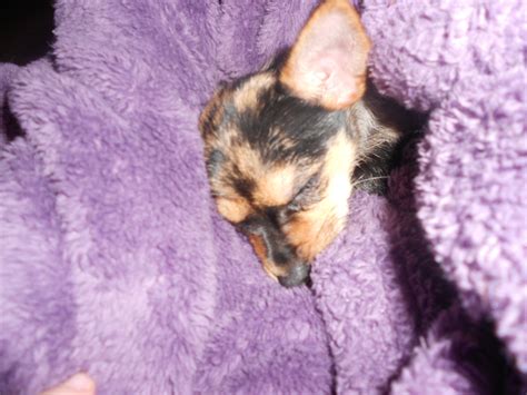 Marley my Chihuahua/Yorkie Mix - Yorkies Photo (28622274) - Fanpop