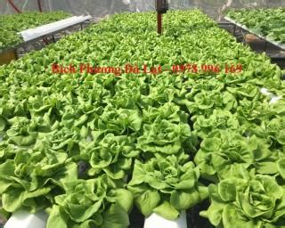 Xà Lách Mỡ Thủy Canh