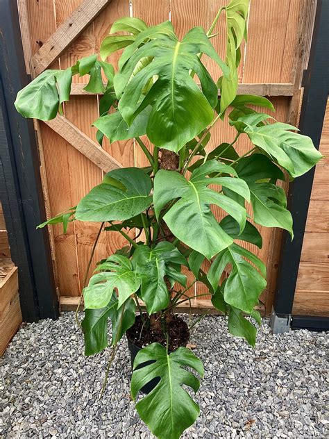 monstera deliciosa plante dinterieur le jardin du prahor