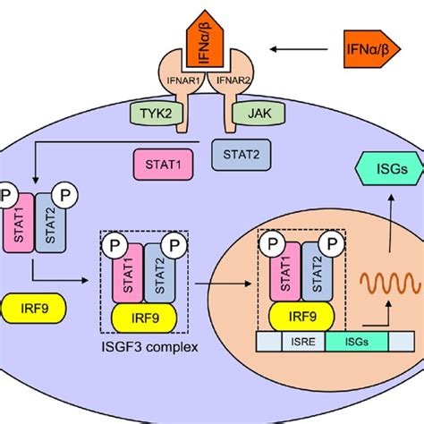 Schematic Molecular Processes Of The Type I Ifn Signalling Based On A