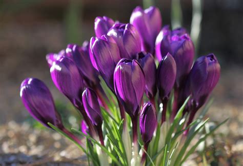 Crocus Wallpapers, Pictures, Images