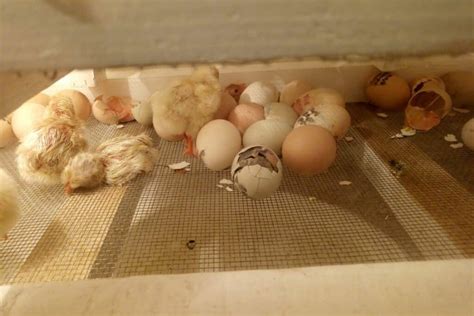 how long to keep chicks in incubator