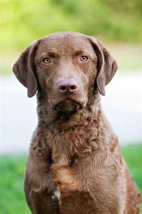 Chesapeake Bay Retriever Dog Breed Information