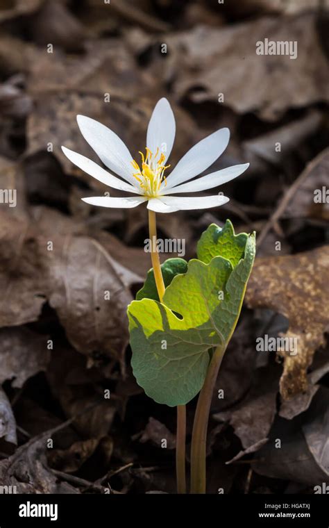 Bloodroot Sanguinaria Canadensis Flowering In The Forest Along Brush