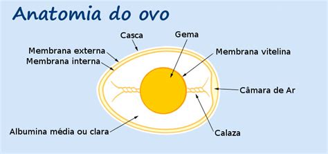 O Que É A Gema Do Ovo - Qual é a Função da Gema e da Clara no Desenvolvimento? | Mundo Ecologia