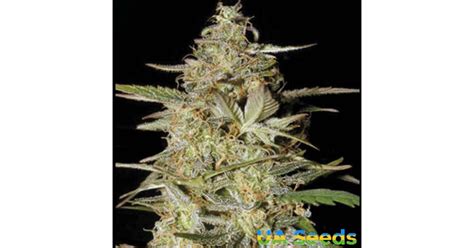 Семена конопли Auto Hindu Kush (Авто Хинду Куш) - купить каннабис вида ...