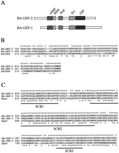 Identification And Characterization Of Ra Gef A Rap Guanine