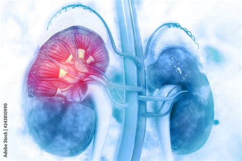 Human Kidney Cross Section On Scientific Background Stock Illustration