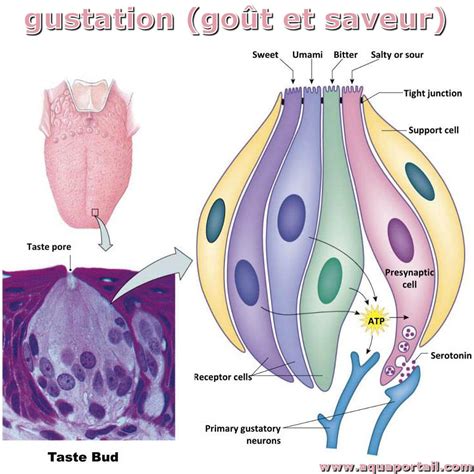 Gustation D Finition Et Explications