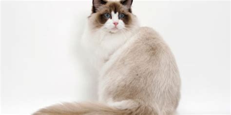 Ragdoll | International Cat Care