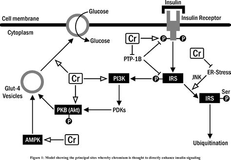 Figure 1 From Evidence For Use Of Chromium In Treatment Of Pre Diabetes Semantic Scholar