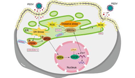 Schematic Illustration Of Pedv Induced Activation Of The Download