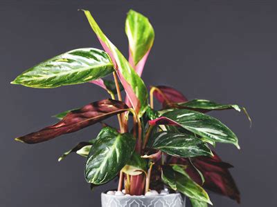 Calathea Plant - Care, Growing, Watering, Requirements, Propagation - Plant Index