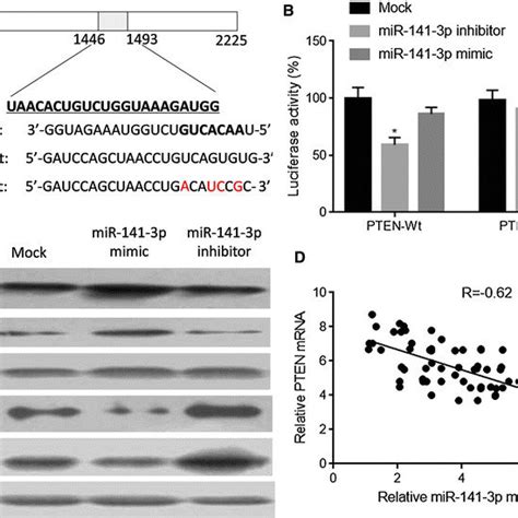 Evaluation Of Binding Effect Between Mir P And Pten A Wild Type