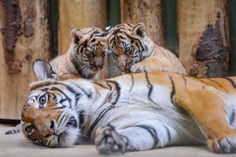 Two Cute Tiger Cubs on Lying Mother Stock Photo - Image of malaysia ...