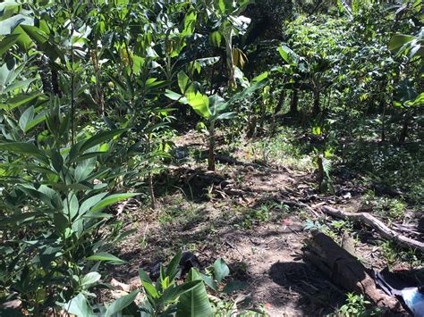 Vagas Para Voluntario Na Chapada Diamantina Rede Pindorama De