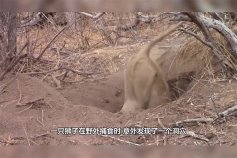 几头狮子趴地上刨野猪洞，本想饱餐一顿，没想到意外发生了野猪狮子