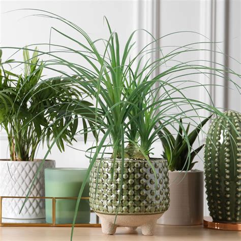 Ponytail Palm Multi-Stump - 5.5 in. Pot – Cottage Farms Direct