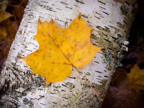 Fall leaf on birch stock photo. Image of color, yellow - 35206974