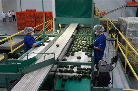 Michoacán es el principal productor de aguacate en México Servicio