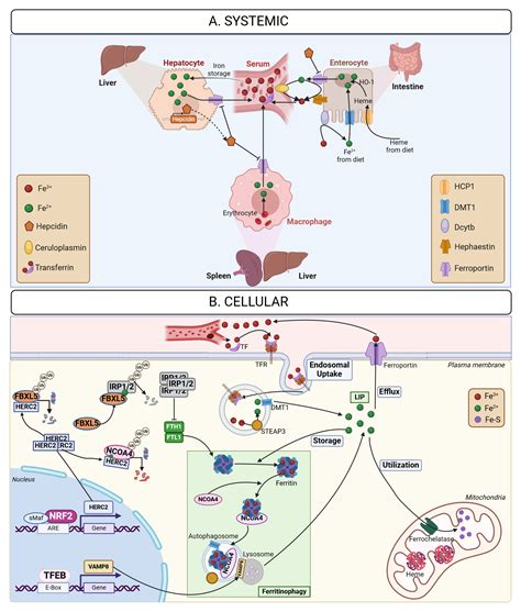 Systemic And Cellular Iron Homeostasis Regulation Biorender Science Templates