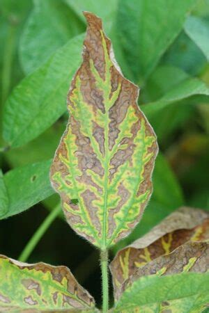 Disease Management Webinar Managing Soybean Diseases Field Advisor