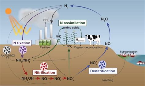 BIOGEOCHEMICAL CYCLES- NITROGEN CYCLE Diagram | Quizlet