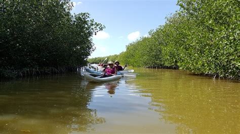 Tours De Kayak En Manglar Adventure Tours