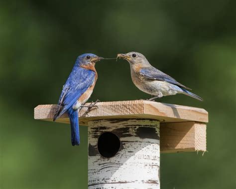 Bird Sounds and Songs of the Eastern Bluebird | The Old Farmer's Almanac