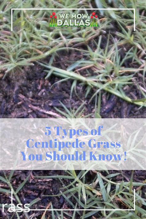 5 Types Of Centipede Grass You Should Know Centipede Grass Grass Spring Lawn Care