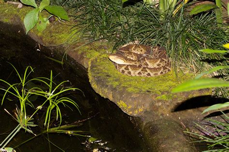 Terciopelo This Is The Most Poisonous Snake In Costa Rica Flickr