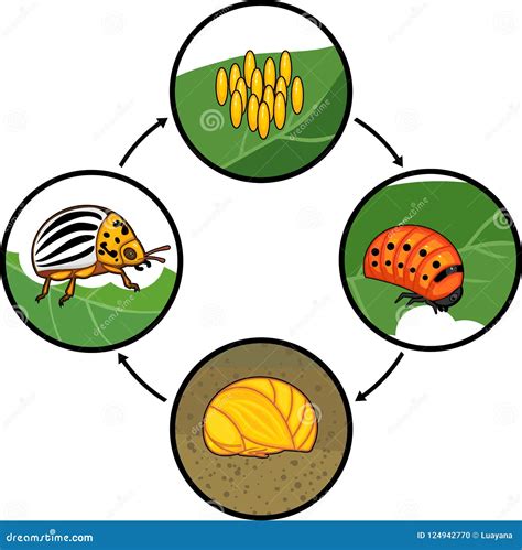 Ciclo De Vida Del Escarabajo De Patata De Colorado O Del Decemlineata