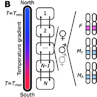 A Novel Hypothesis For The Evolution Of The Housefly Polymorphic Sex