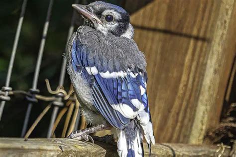 Juvenile Blue Jay Identification And Facts Pictures