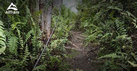 pico rodadero hikes  trails     alltrails