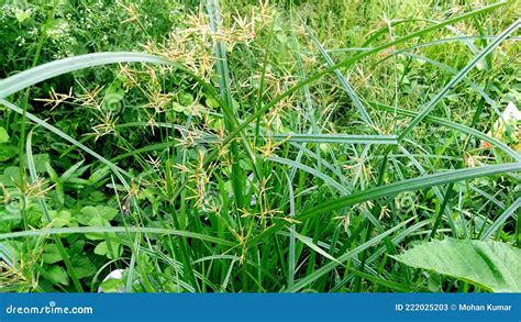 Cyperus Longus Galingale Motha Grass Stock Image 222025435