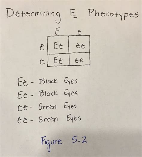 Using Punnett Squares To Calculate Phenotypic Probabilities 6 Steps