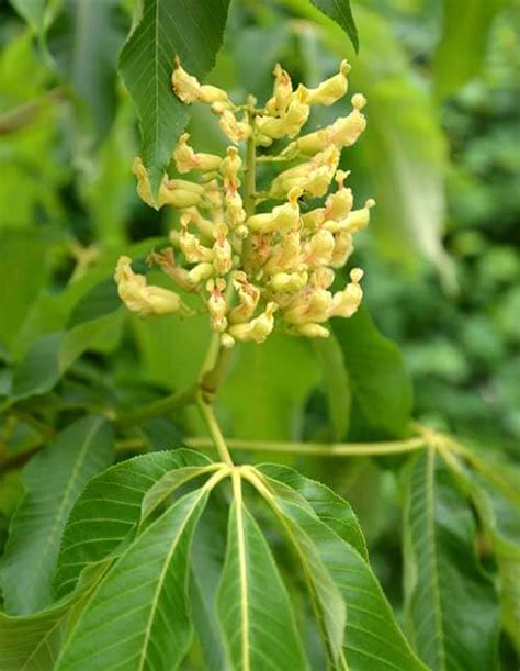 Yellow Buckeye | Aesculus flava | Old House Trees