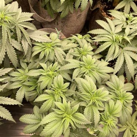 Paradise Seeds Californian Gold Grow Diary Journal Week By