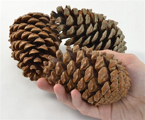 Large Pine Cones Pk3 Autumn And Harvest