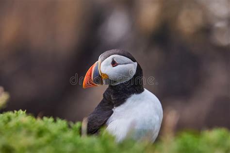 Atlantic Puffins Bird Or Common Puffin In Ocean Blue Background