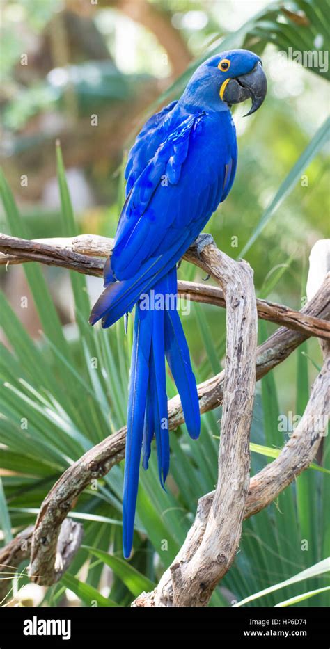 Deep Blue Hyacinth Macaw Parrot Stock Photo - Alamy